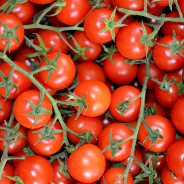 pomodori