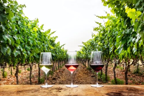 Radici e tralci: Degustazione vini e piatti del Salento - immagine 8