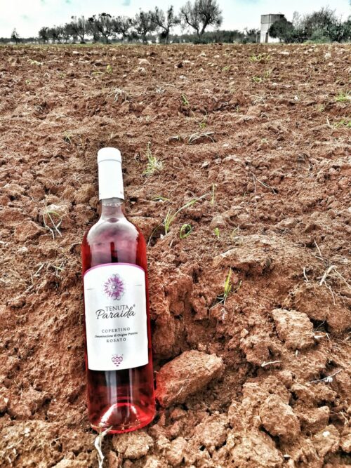 Radici e tralci: Degustazione vini e piatti del Salento - immagine 3