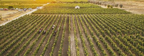Radici e tralci: Degustazione vini e piatti del Salento - immagine 2