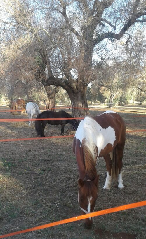 Baby escursione a cavallo nelle campagne salentine - immagine 7