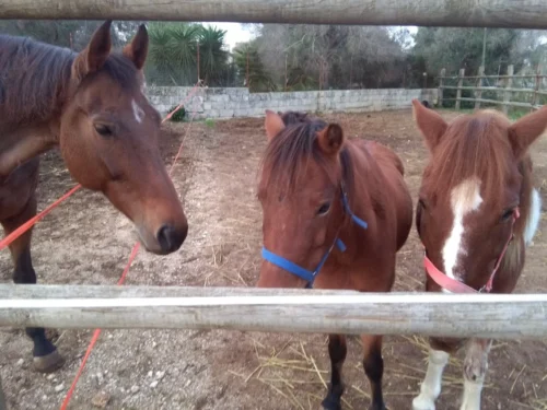 Baby escursione a cavallo nelle campagne salentine - immagine 3