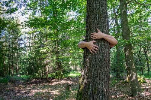 Abbracciamo il nostro albero - Benessere in Masseria salentina - immagine 4