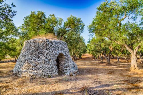 Salento Tour del Vino e dell'Olio con degustazione - immagine 6