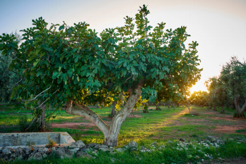 Salento Tour del Vino e dell'Olio con degustazione - immagine 2