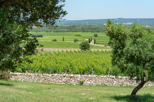 Salento Tour del Vino e dell'Olio con degustazione - immagine 4