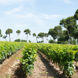 Salento Tour del Vino e dell'Olio con degustazione