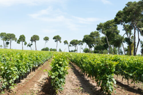 Salento Tour del Vino e dell'Olio con degustazione
