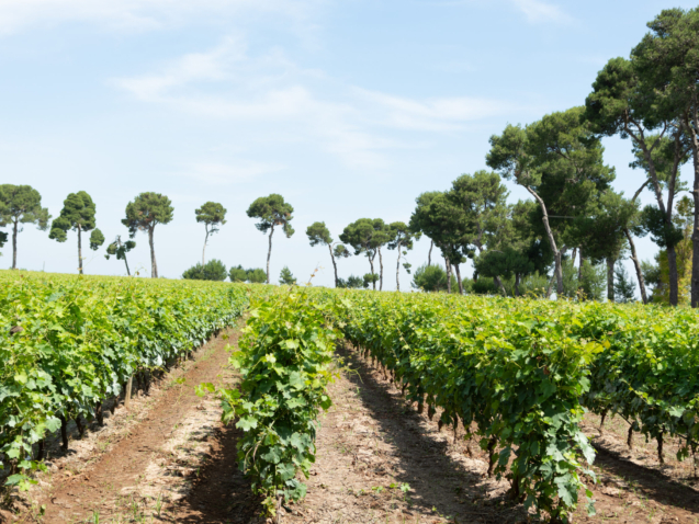 vigne del salento