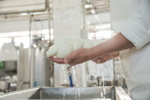 Una giornata da Mastro Casaro: Mozzarella e latticini (con degustazione) - immagine 2