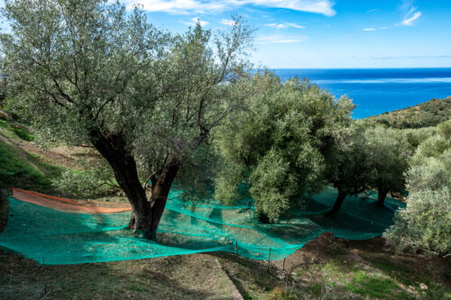 Salento Tour del Vino e dell'Olio con degustazione - immagine 8