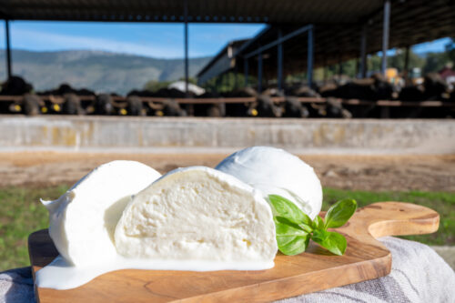Una giornata da Mastro Casaro: Mozzarella e latticini (con degustazione) - immagine 5