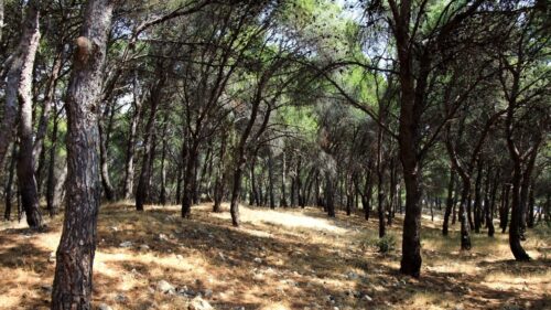 Quattro passi nella Preistoria - Trekking a Porto Selvaggio - immagine 6